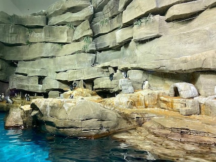 Shedd Aquarium