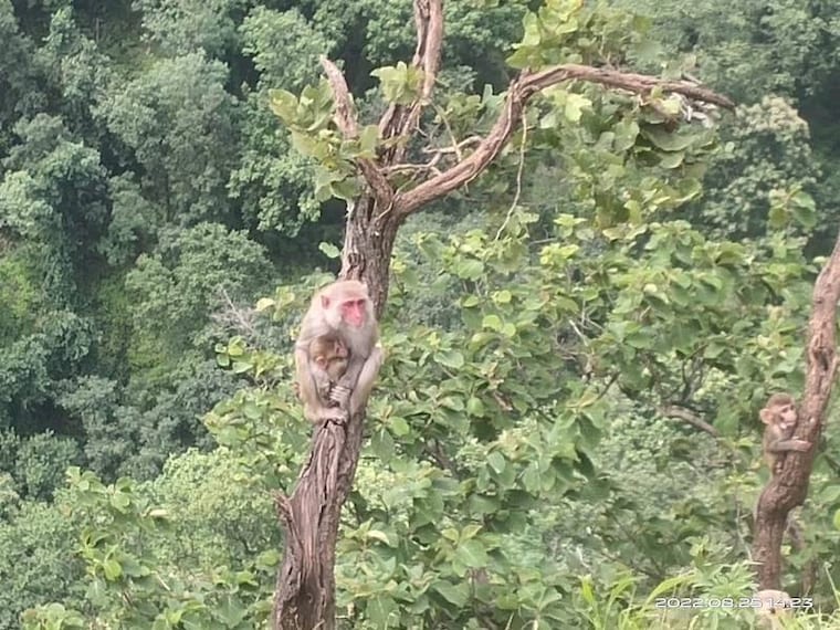 Chikhaldara_Bir_Lake_10