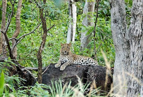 Gugamal National Park