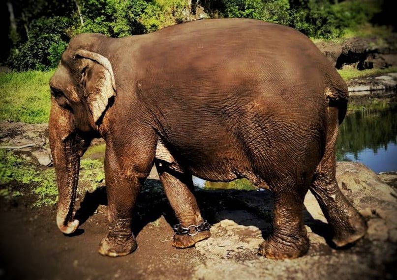 Chikhaldara_Melghat_Tiger_Reserve_5