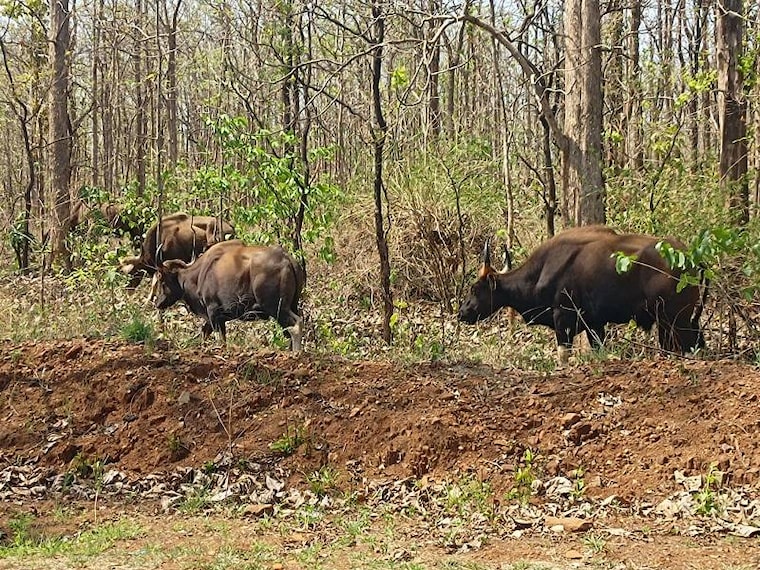 Chikhaldara_Melghat_Tiger_Reserve_7