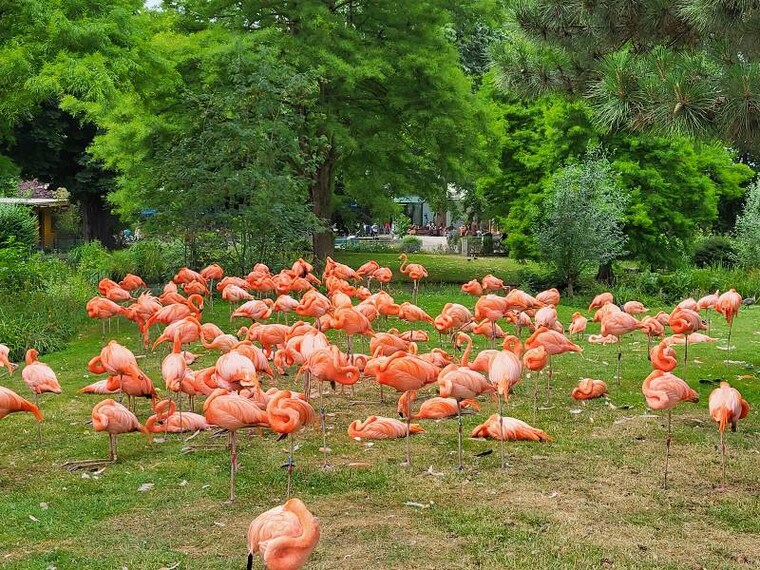 Cologne_Cologne_Zoological_Museum_4