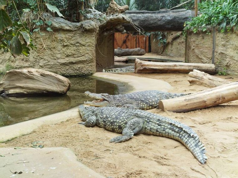 Cologne_Cologne_Zoological_Museum_5