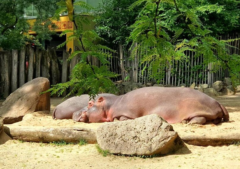 Cologne_Cologne_Zoological_Museum_6