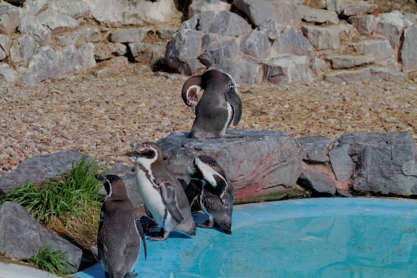 Cologne_Cologne_Zoological_Museum_9