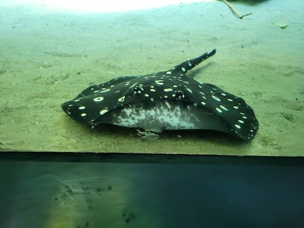 Copenhagen Blue Planet Aquarium