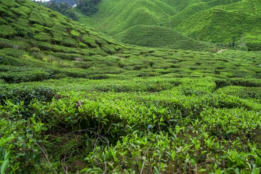 Dibrugarh_Dibrugarh_Tea_Gardens_SS_1