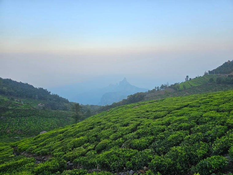 Dibrugarh_Dibrugarh_Tea_Gardens_SS_3