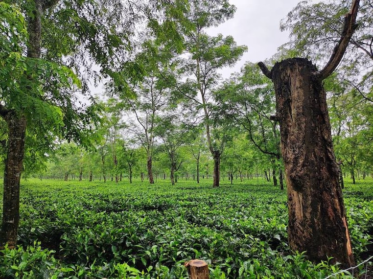 Dibrugarh_Mancotta_Tea_Estate_1