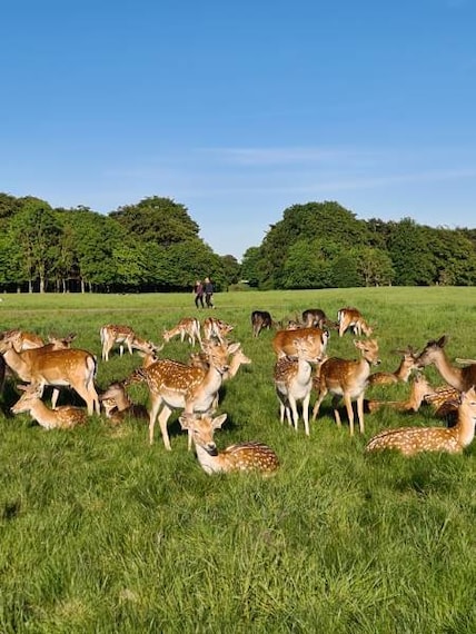 Dublin_Phoenix_Park_3