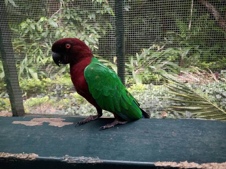 Fiji_Kula_Wild_Adventure_Park_6