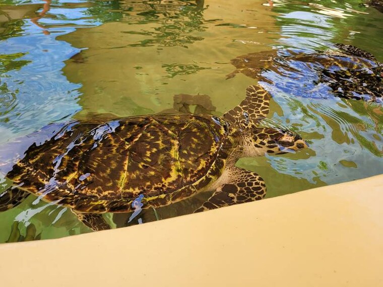 Fiji_Kula_Wild_Adventure_Park_7