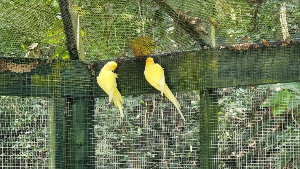 Fiji_Kula_Wild_Adventure_Park_9