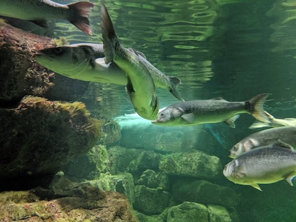 National Aquarium of Ireland