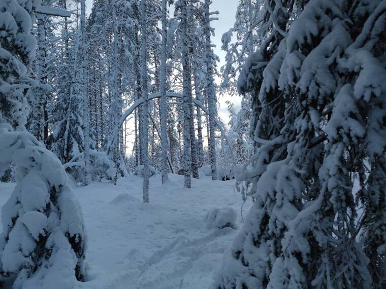 Helsinki_Nuuksio_National_Park_2