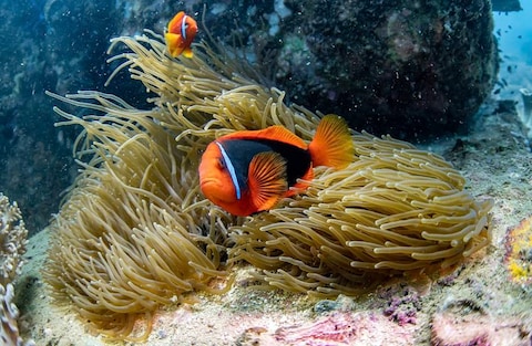 Snorkelling at Cham Island