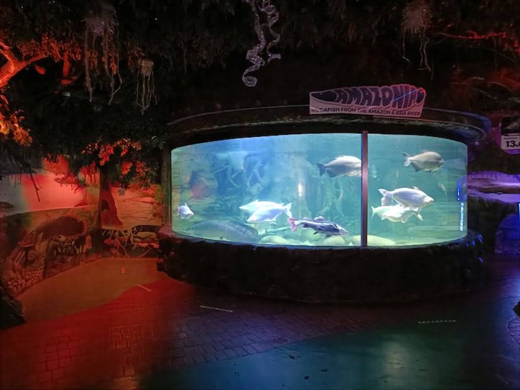 Jakarta_Underwater_World_at_Ancol_2