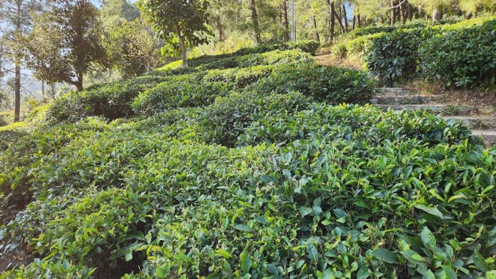 Kausani_Kausani_Tea_Estate_1