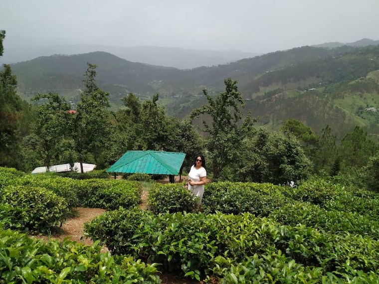 Kausani_Kausani_Tea_Estate_5