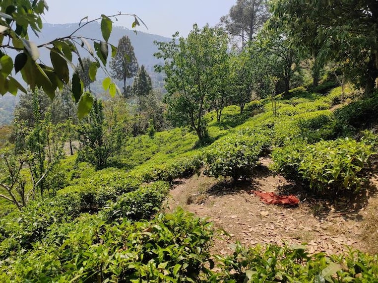 Kausani_Kausani_Tea_Estate_9