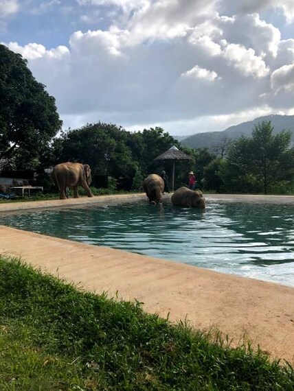 Koh_Samui_Samui_Elephant_Sanctuary_Tour_6