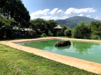 Samui Elephant Sanctuary Tour
