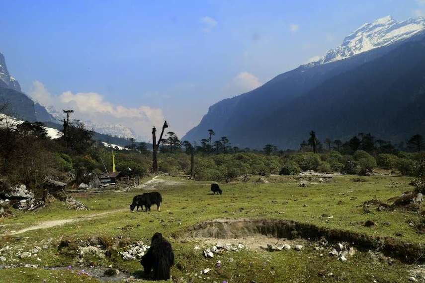 Lachung_Shingba_Rhododendron_Sanctuary_10