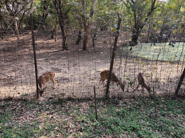 Malda_Adnina_Deer_Park_3
