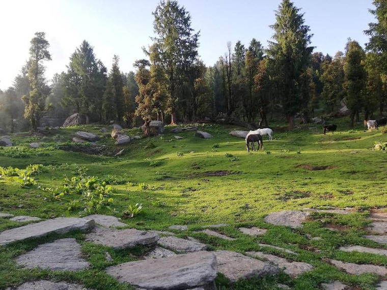 Nahan_Churdhar_Peak_9