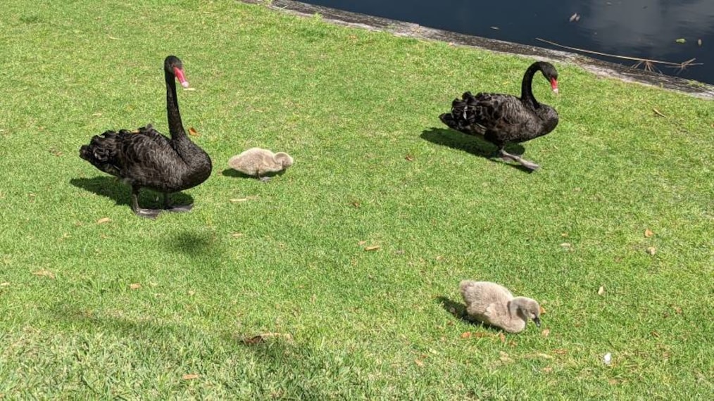 Perth_Queens_Garden_8