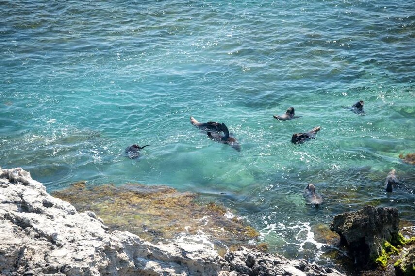 Perth_Rottnest_Island_7