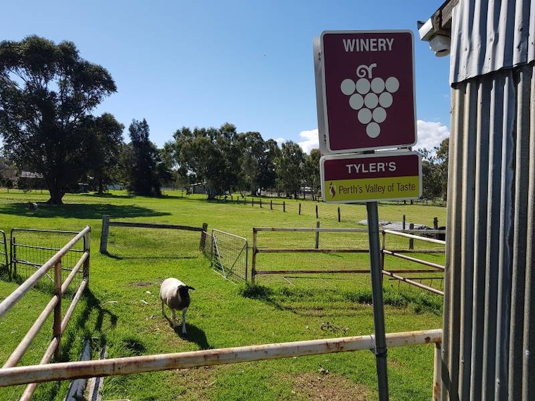 Perth_Tyler_s_Vineyards_9