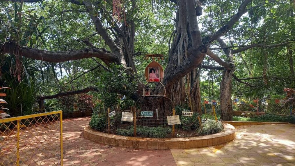 Puttaparthi_Meditation_Tree__1