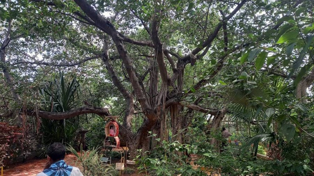 Puttaparthi_Meditation_Tree__3