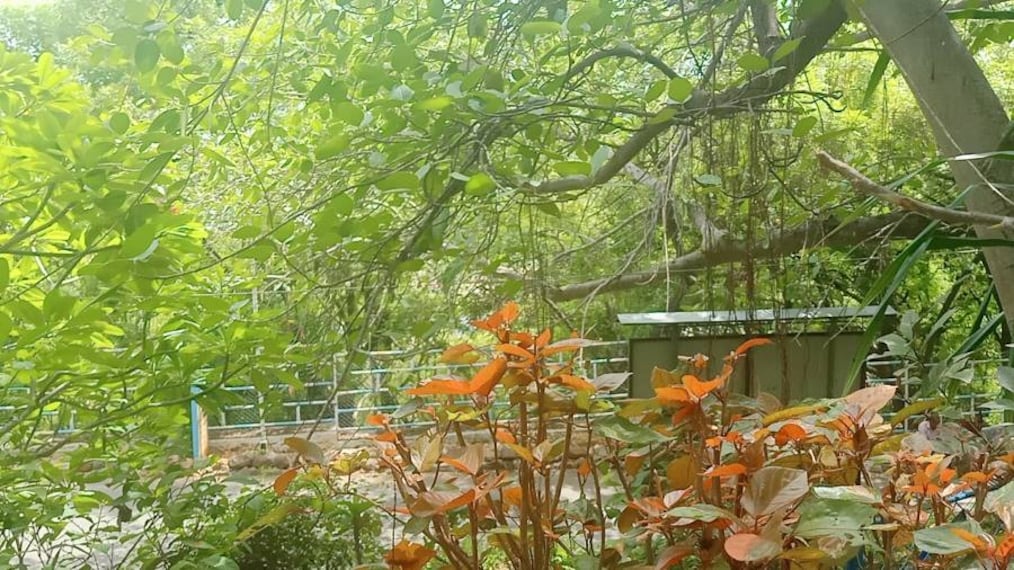 Puttaparthi_Meditation_Tree__9