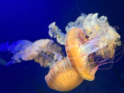 California Academy of Sciences