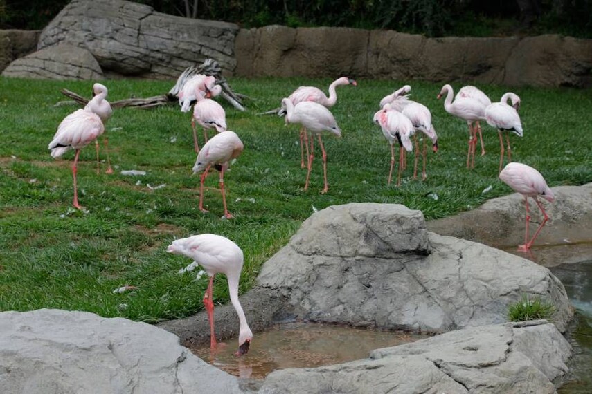 San_Francisco_Oakland_Zoo_10