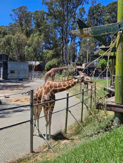 San_Francisco_Six_Flags_Discovery_Kingdom_3