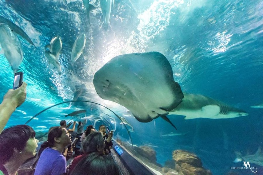 Shanghai_Shanghai_Ocean_Aquarium_2
