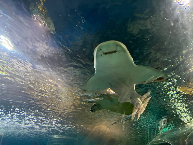 Shanghai_Shanghai_Ocean_Aquarium_5