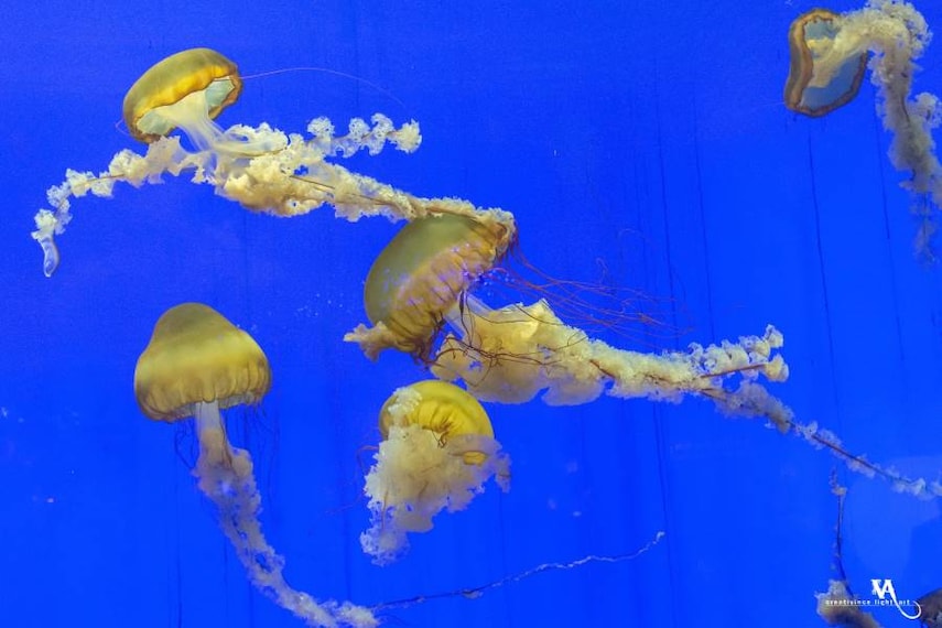 Shanghai_Shanghai_Ocean_Aquarium_6