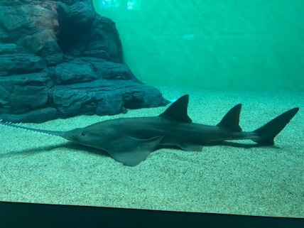 Shanghai Ocean Aquarium