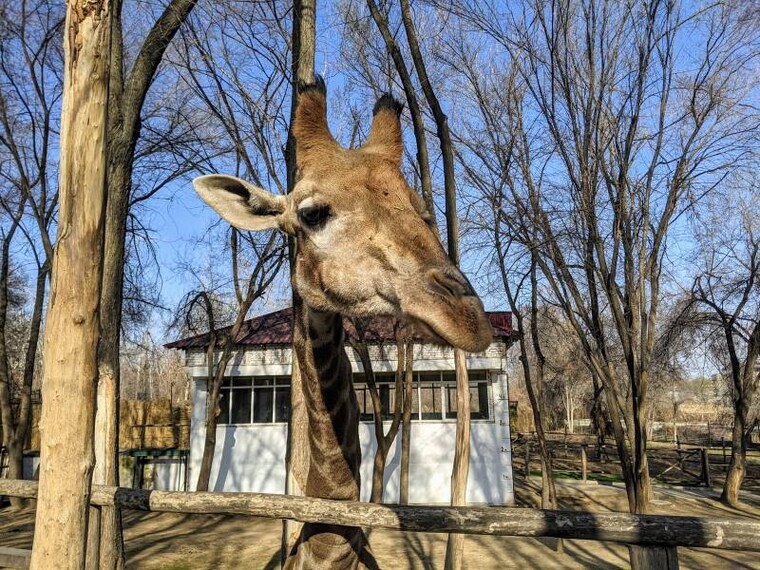 Tashkent_Tashkent_Zoo_4