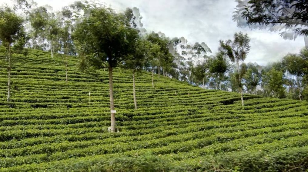 Thiruvananthapuram_Kallar_7