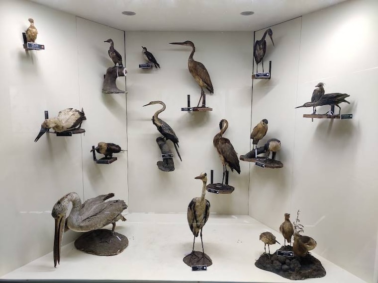 Thiruvananthapuram_Natural_History_Museum_Thiruvananthapuram_2