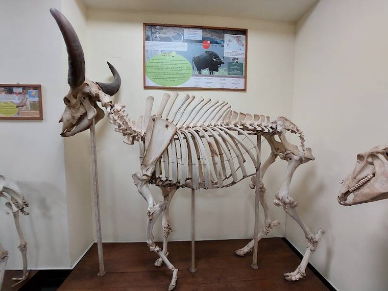 Thiruvananthapuram_Natural_History_Museum_Thiruvananthapuram_4