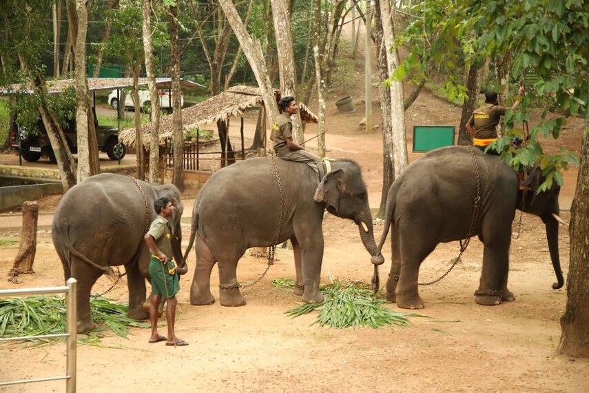 Thiruvananthapuram_Neyyar_Wildlife_Sanctuary_5