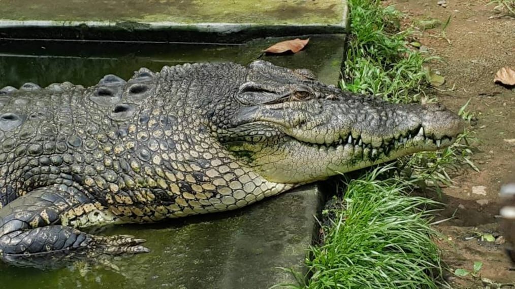 Thiruvananthapuram_Neyyar_Wildlife_Sanctuary_9