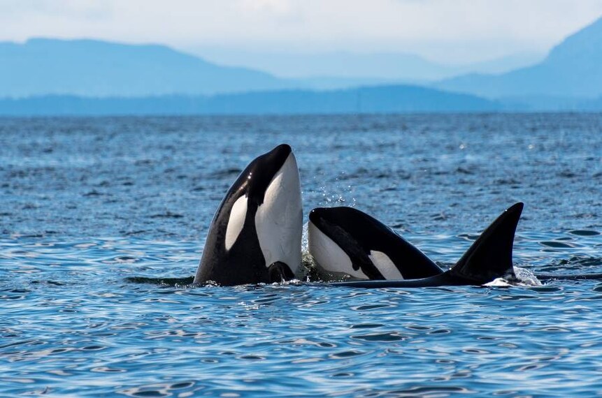 Vancouver_Vancouver_Whale_Watch_2
