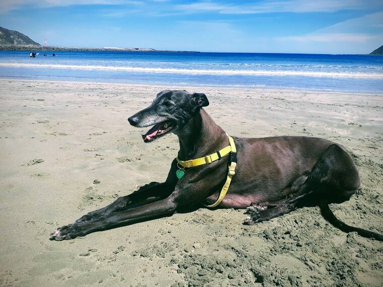 Wellington_Lyall_Bay_Beach_5